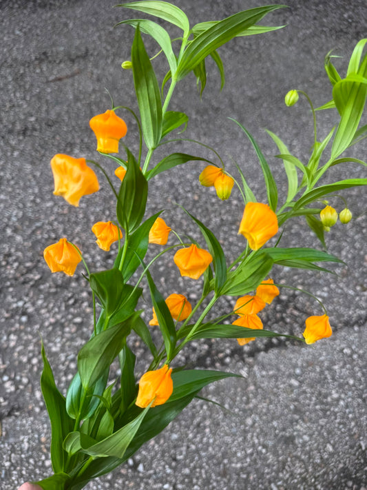 宮燈(枝)