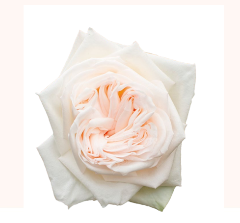 White O'hara 50cm (10枝)